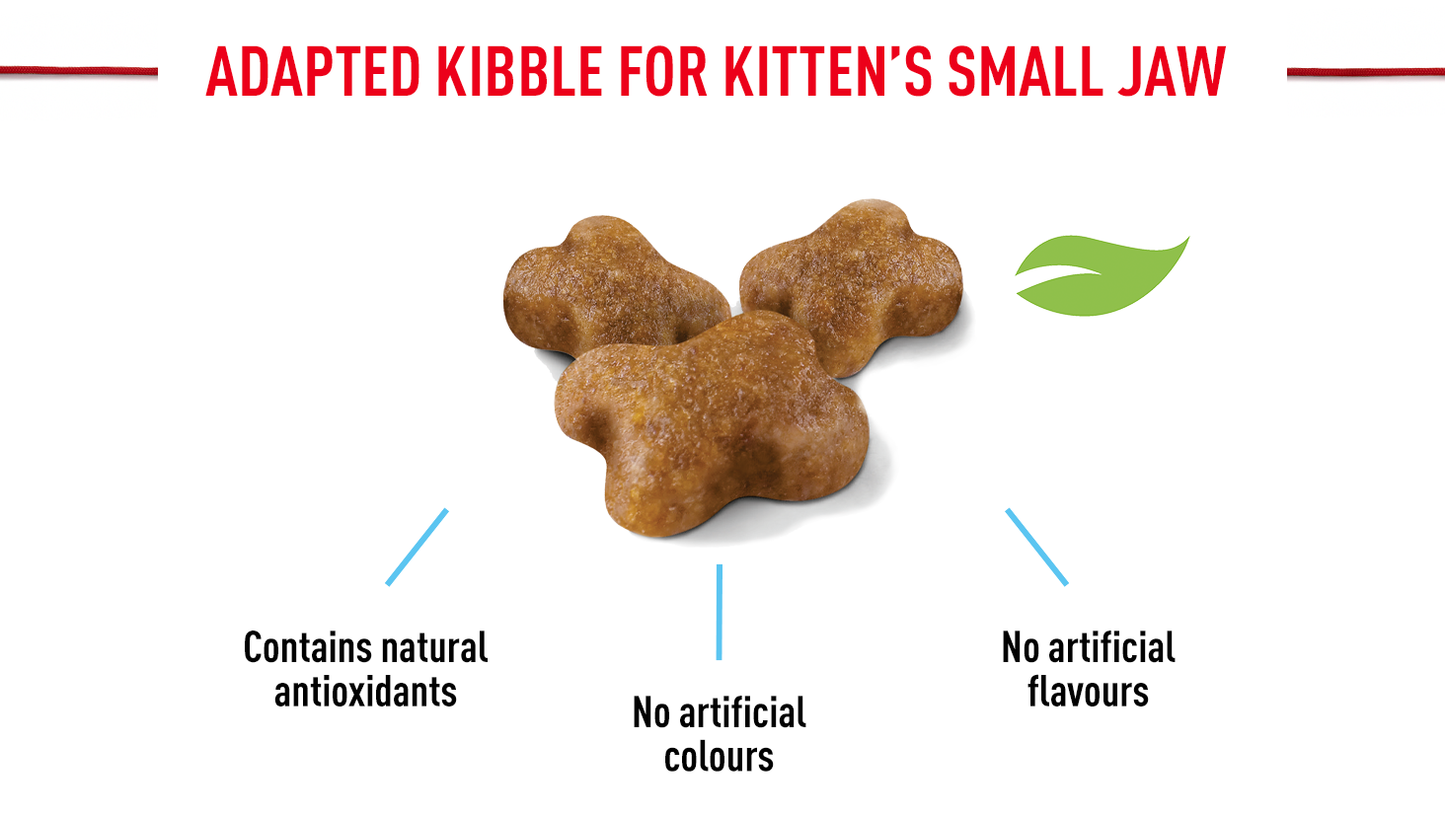 ROYAL CANIN - Kitten Dry Food