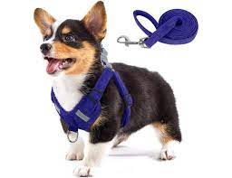 Suede Harness and Leash