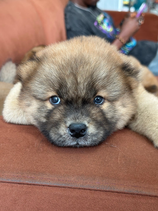 Chow Chow Puppy