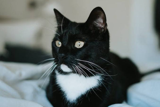 TUX - Cat