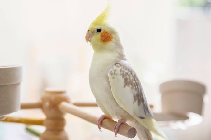 Cockatiel Bird