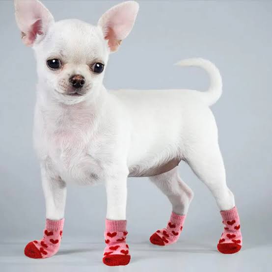 Pet Dress-Up Pack bundle — character pet socks, fashion joint socks and a casual t-shirt