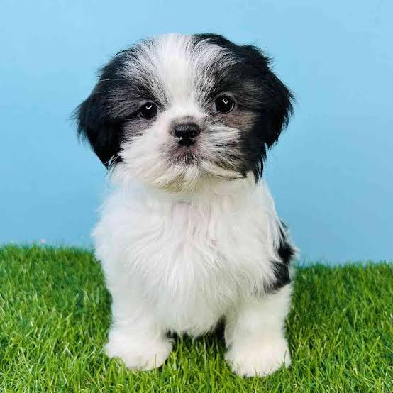 Shih Tzu Pup