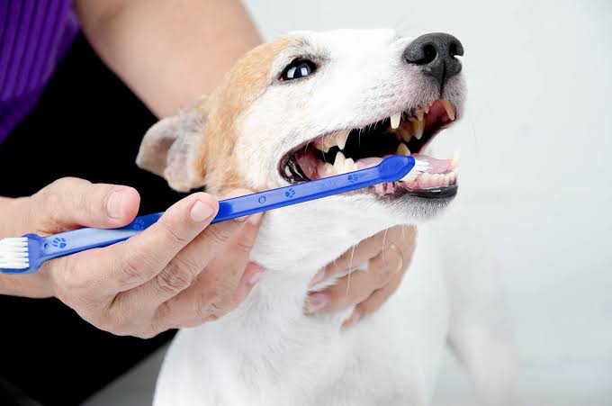 Two-Way Pet Toothbrush