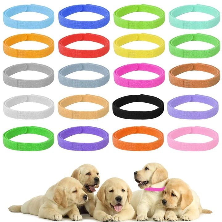 Puppy-Kitten ID Collar