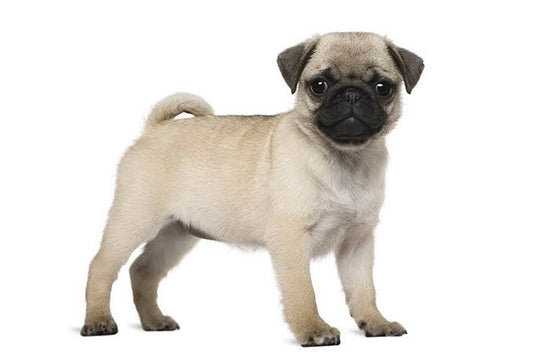 Pug Puppy