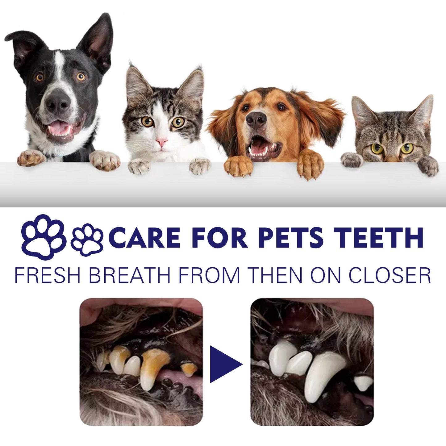 YEGBONG - Specialized Pet Toothpaste