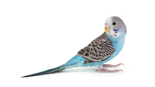Budgies Parrot