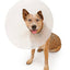 Elizabeth Protection Collar