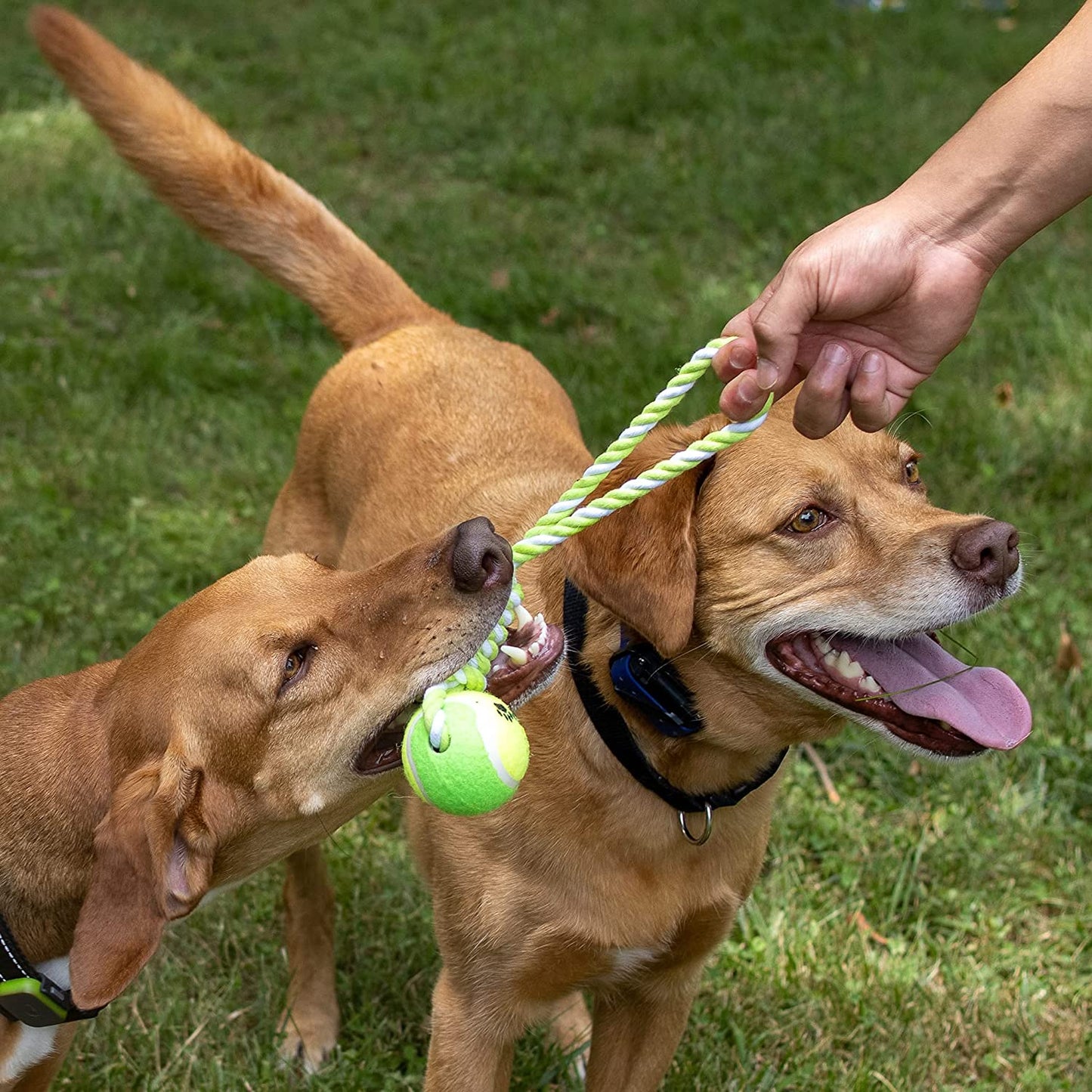 Cotton Fling Single Tennis Ball Toy