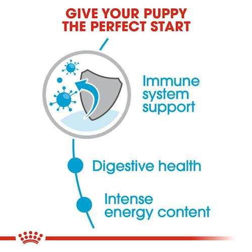 ROYAL CANIN - Mini Puppy in Gravy Wet Food